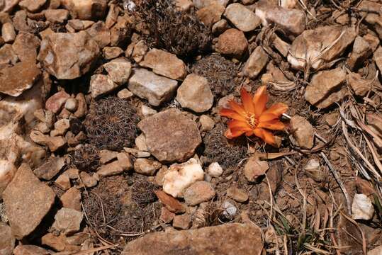 Imagem de Rebutia krugerae (Cárdenas) Backeb.