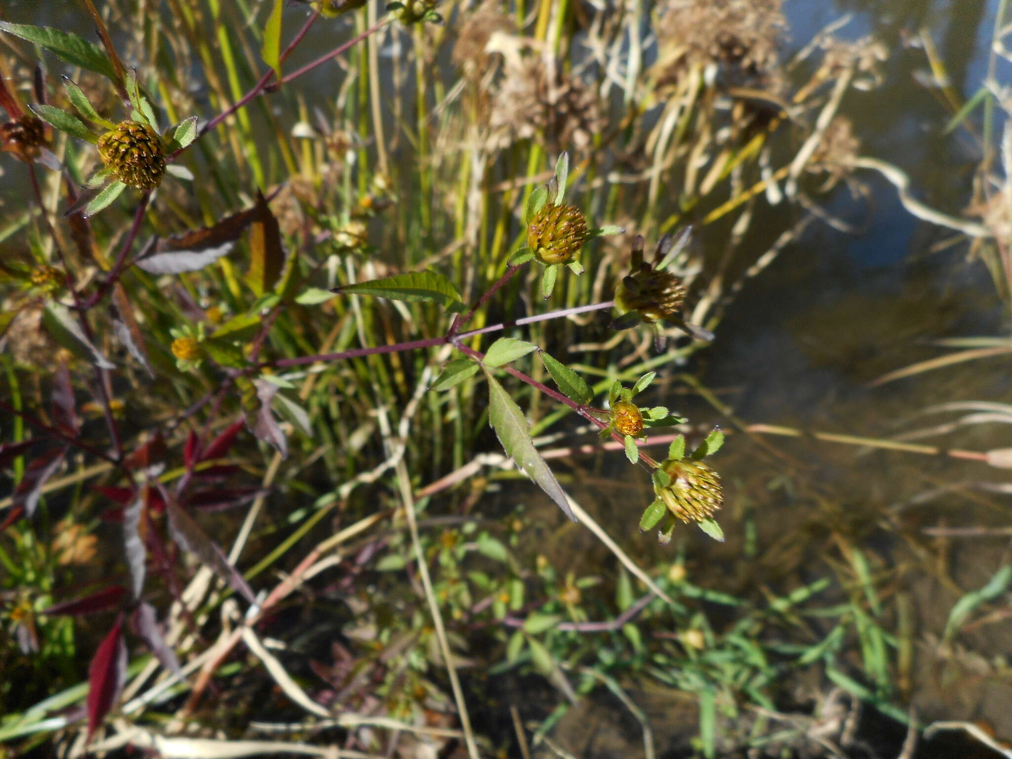 Image of devil's beggartick