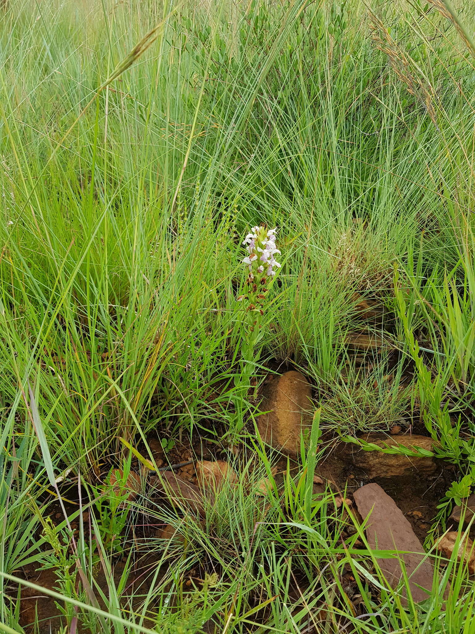 Image de Brachycorythis conica subsp. transvaalensis Summerh.