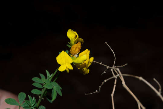 Image of Hosackia repens G. Don