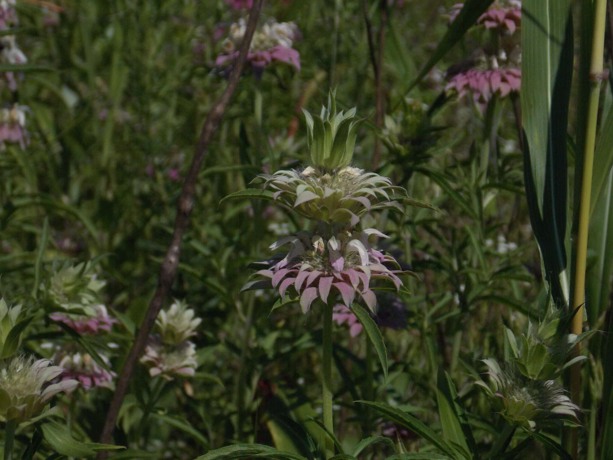 Monarda citriodora var. citriodora resmi