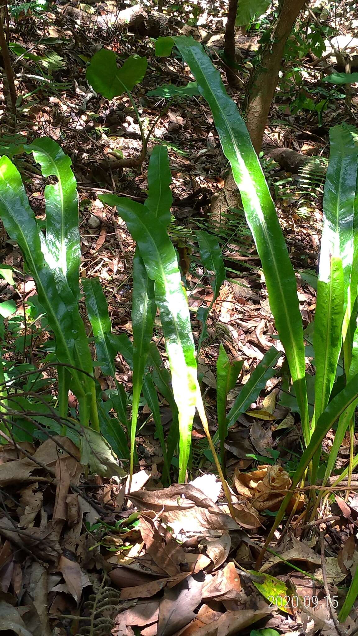 Image of Fortune's Ribbon Fern