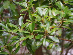 Image of Daphniphyllum teijsmannii Zoll. ex Kurz