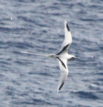 Image of White-tailed Tropicbird