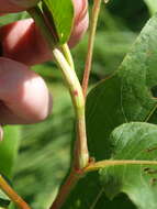 Sivun Persicaria amphibia var. emersa (Michx.) J. C. Hickman kuva