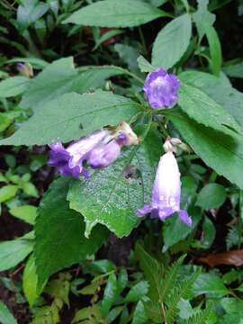 Strobilanthes formosana S. Moore resmi