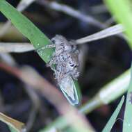 Image of Habronattus coecatus (Hentz 1846)