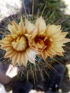 Image of Coryphantha octacantha (DC.) Britton & Rose