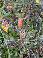 Image of Hermannia multiflora Jacq.