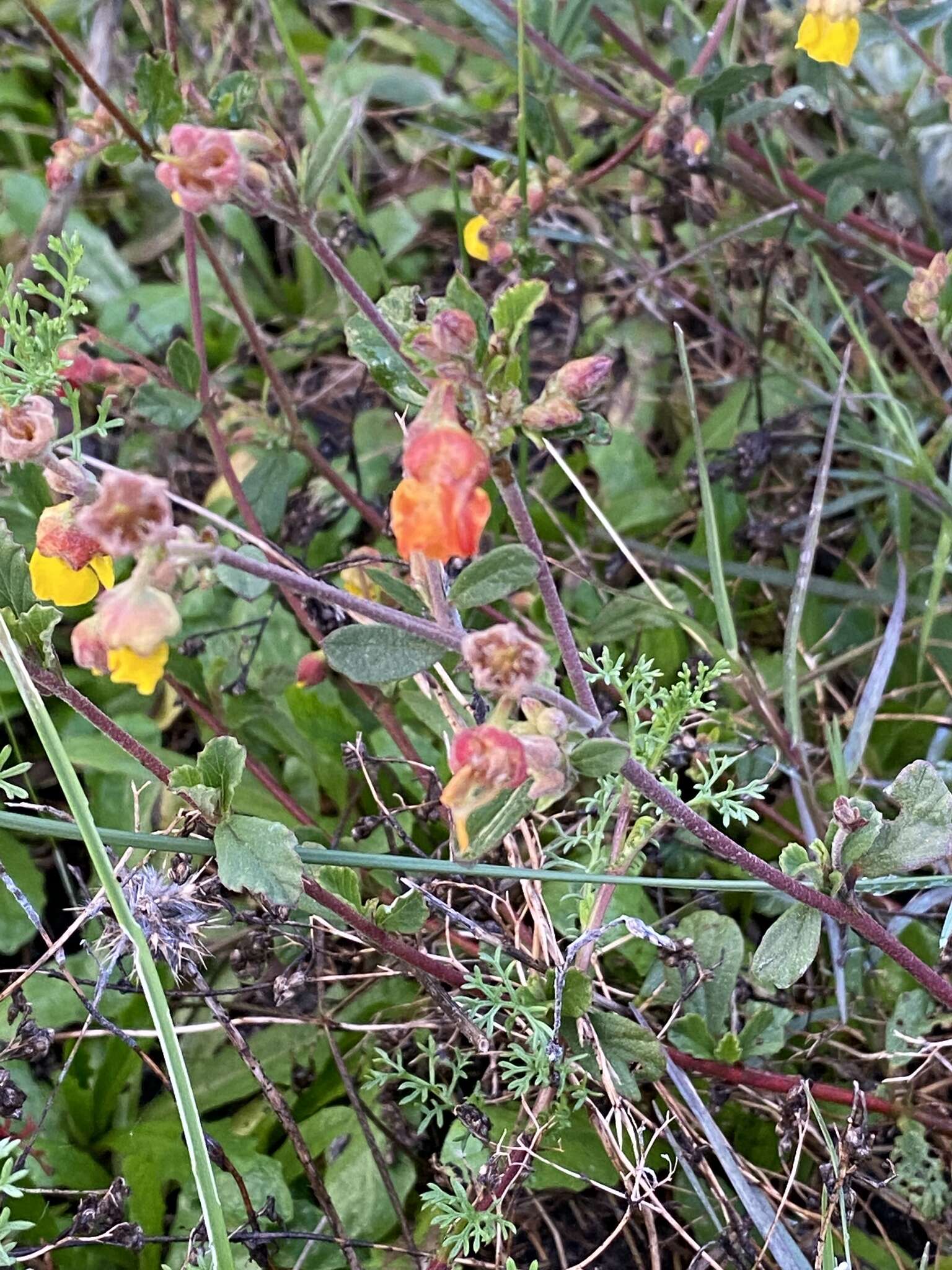 Image of Hermannia multiflora Jacq.