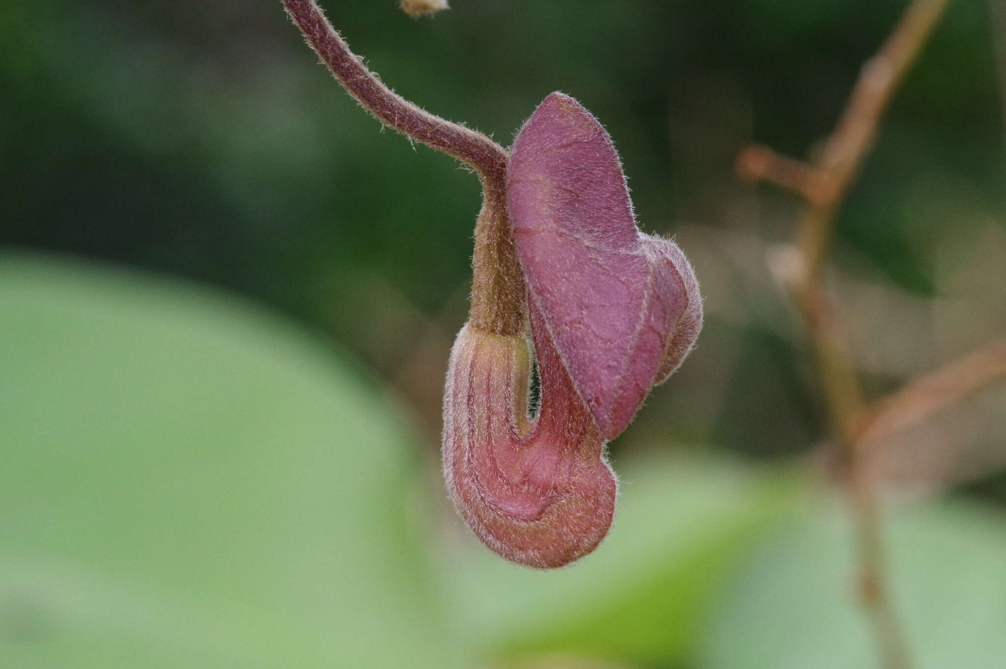 Image of Aristolochia liukiuensis Hatusima