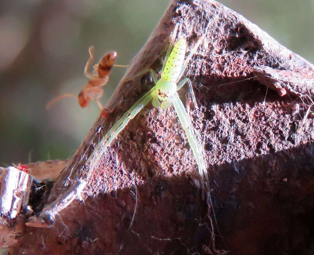 Sivun Cetratus rubropunctatus (Rainbow 1920) kuva