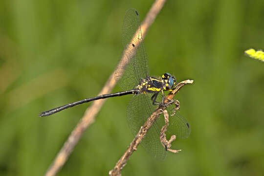 Image of Eusynthemis rentziana Theischinger 1998