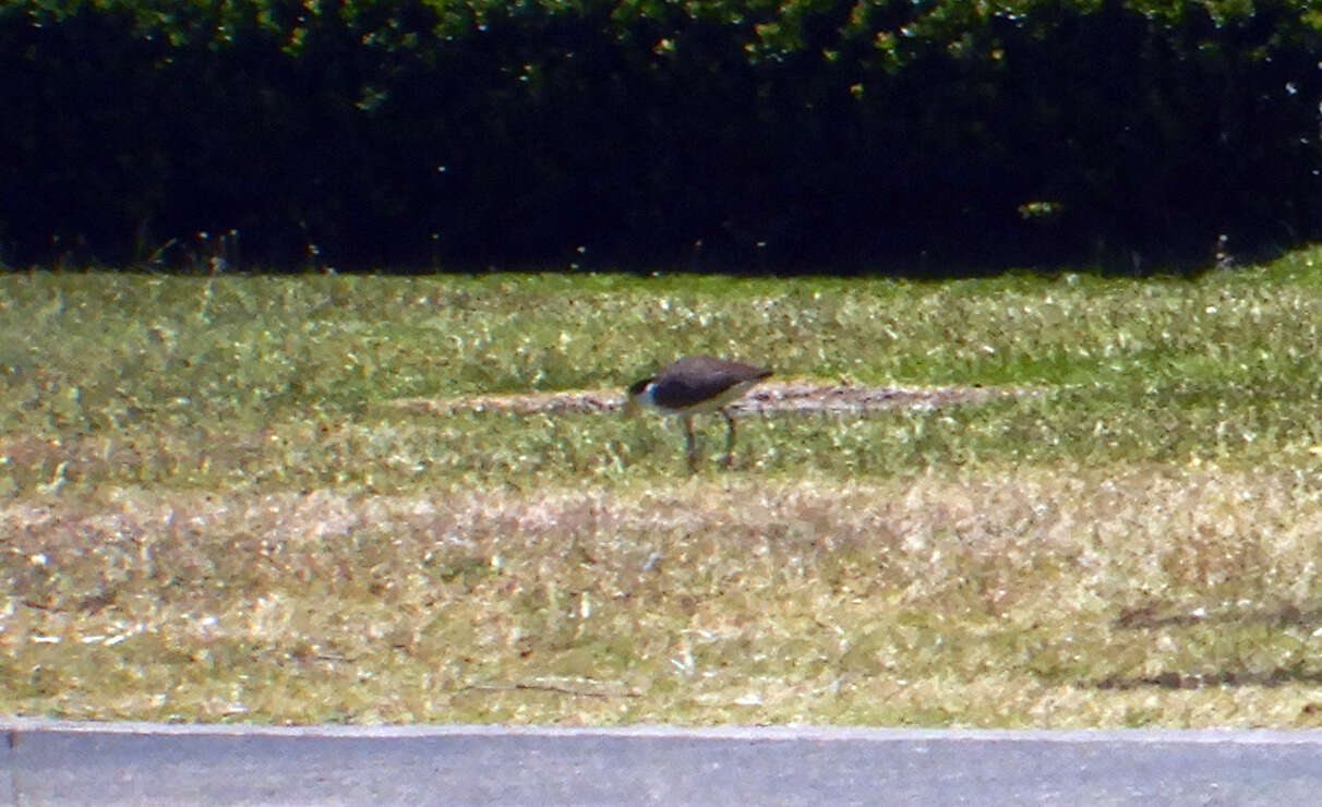 Image of Masked Lapwing