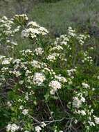 Image of Spiraea crenata L.