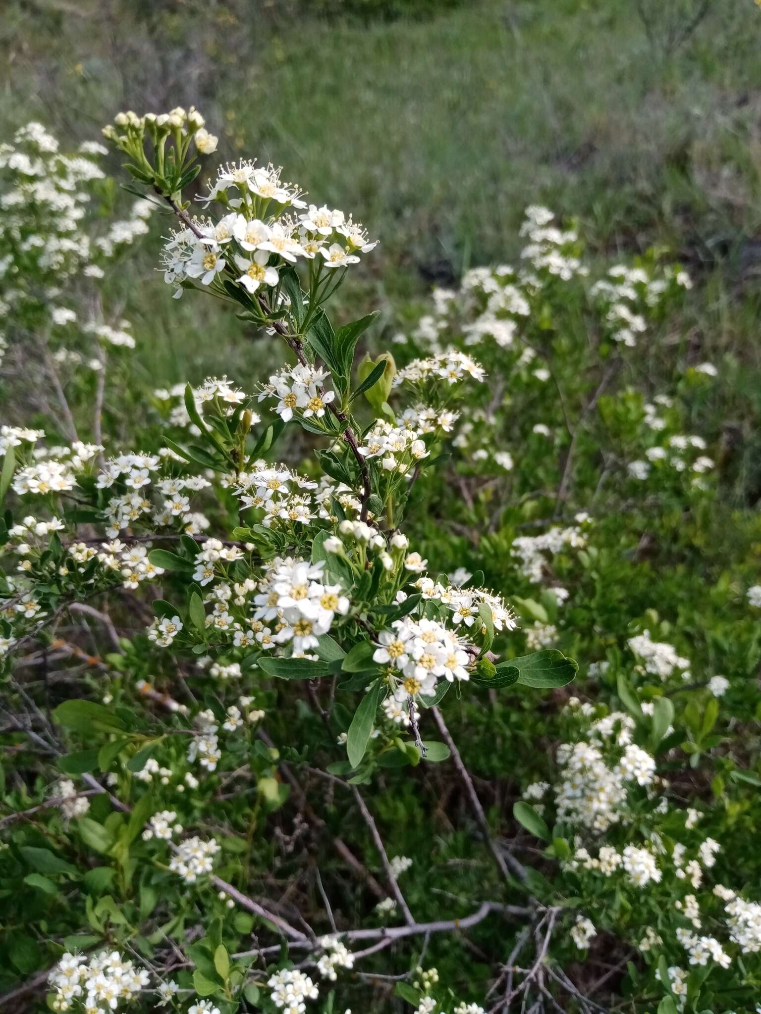 Image of Spiraea crenata L.