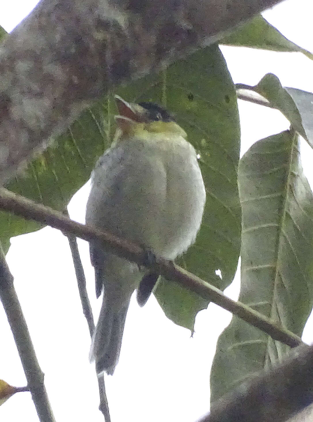 Plancia ëd Pachyramphus versicolor (Hartlaub 1843)