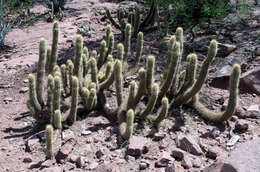 Imagem de Echinopsis camarguensis (Cárdenas) H. Friedrich & G. D. Rowley