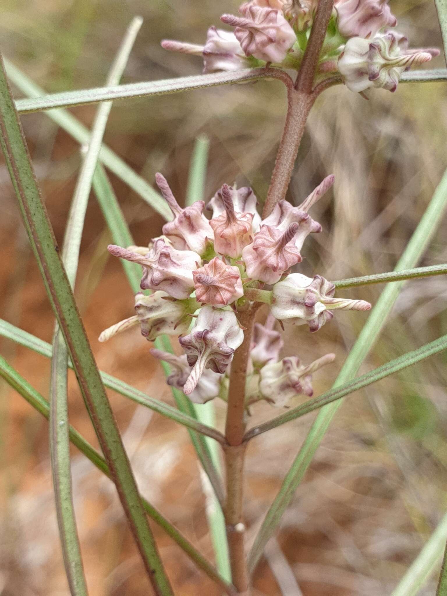 Image of Cynanchum junciforme (Decne.) S. Liede