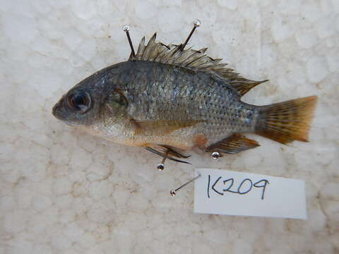 Image of Athi River tilapia