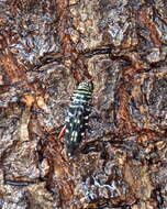 Image of Kiawe round headed borer