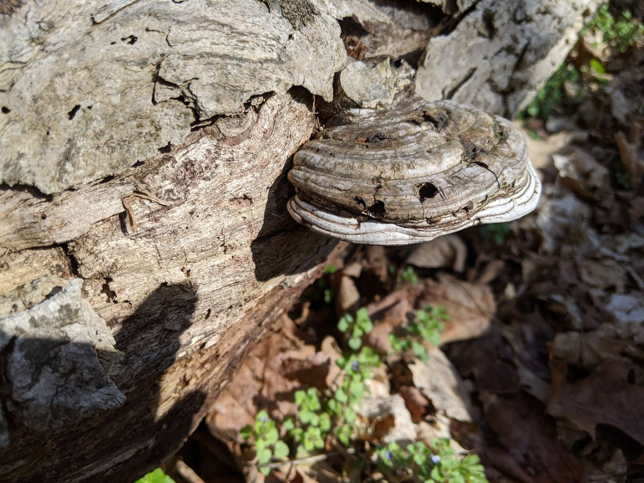 Ganoderma lobatum (Cooke) G. F. Atk. 1908的圖片