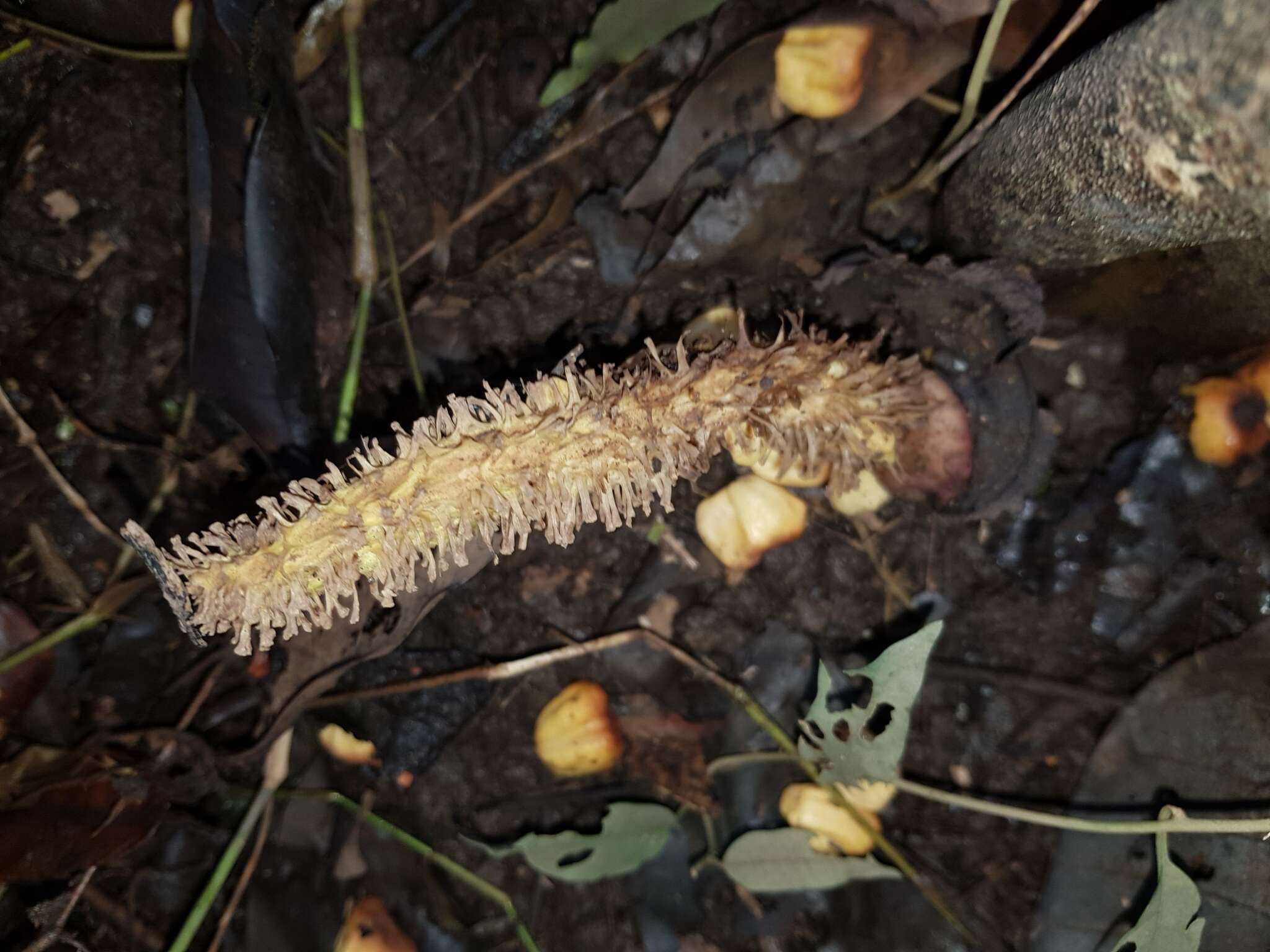 Image of Dracontium soconuscum Matuda