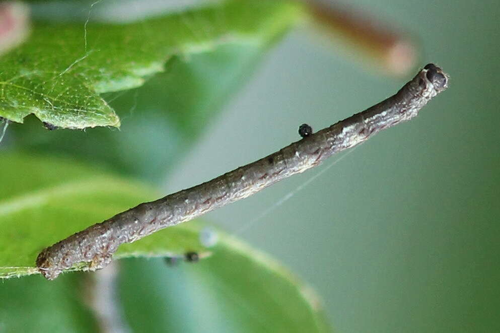 Слика од Plagodis pulveraria Linnaeus 1758