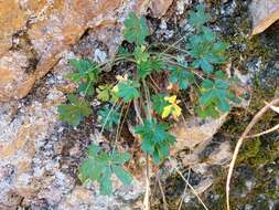 Image de Potentilla hirta L.