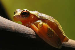 Imagem de Dendropsophus elegans (Wied-Neuwied 1824)