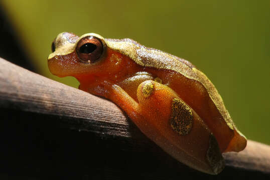 Image of Dendropsophus elegans (Wied-Neuwied 1824)