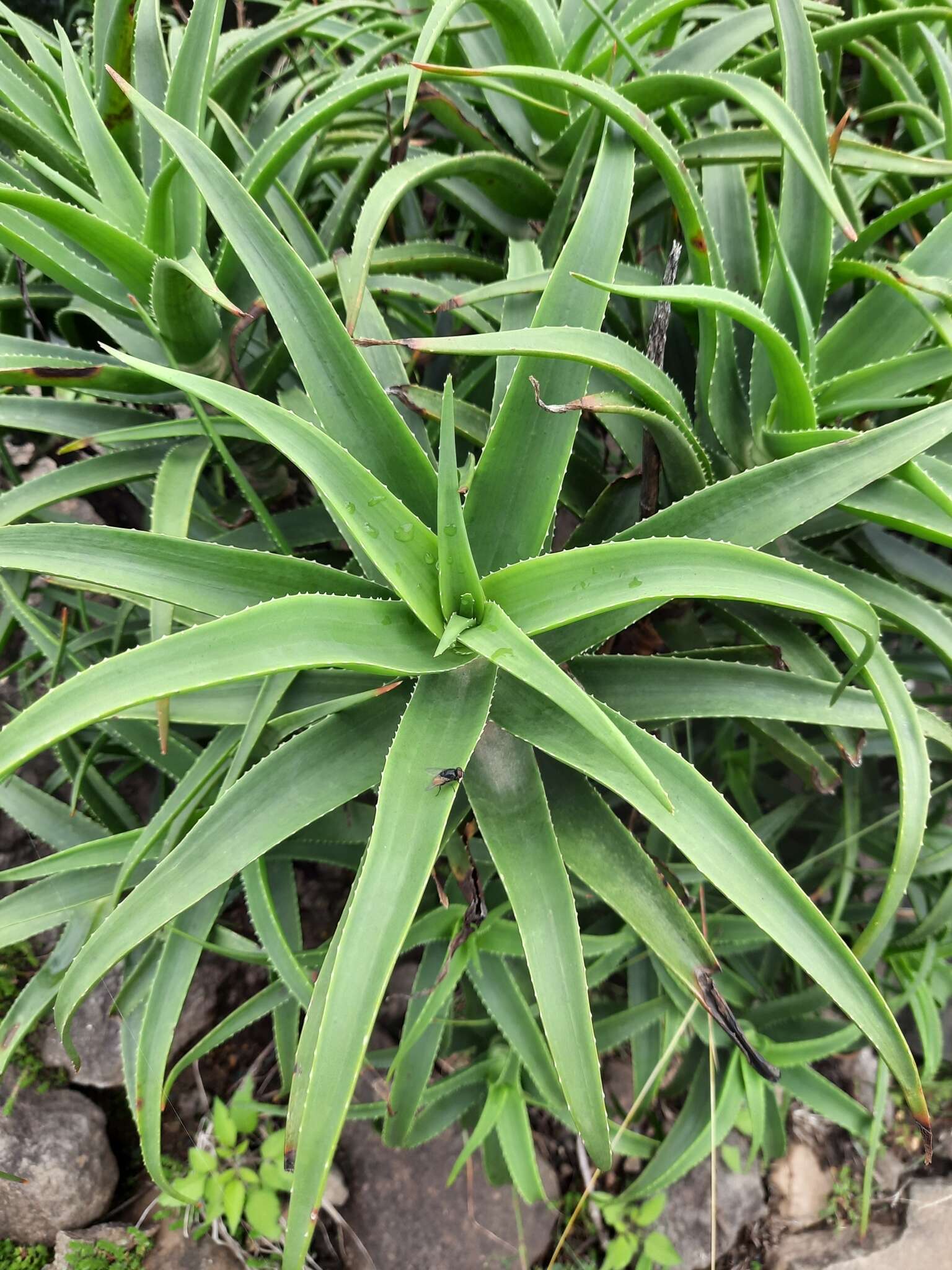 Plancia ëd Aloiampelos striatula (Haw.) Klopper & Gideon F. Sm.