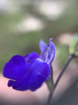 Imagem de Salvia chamaedryoides Cav.