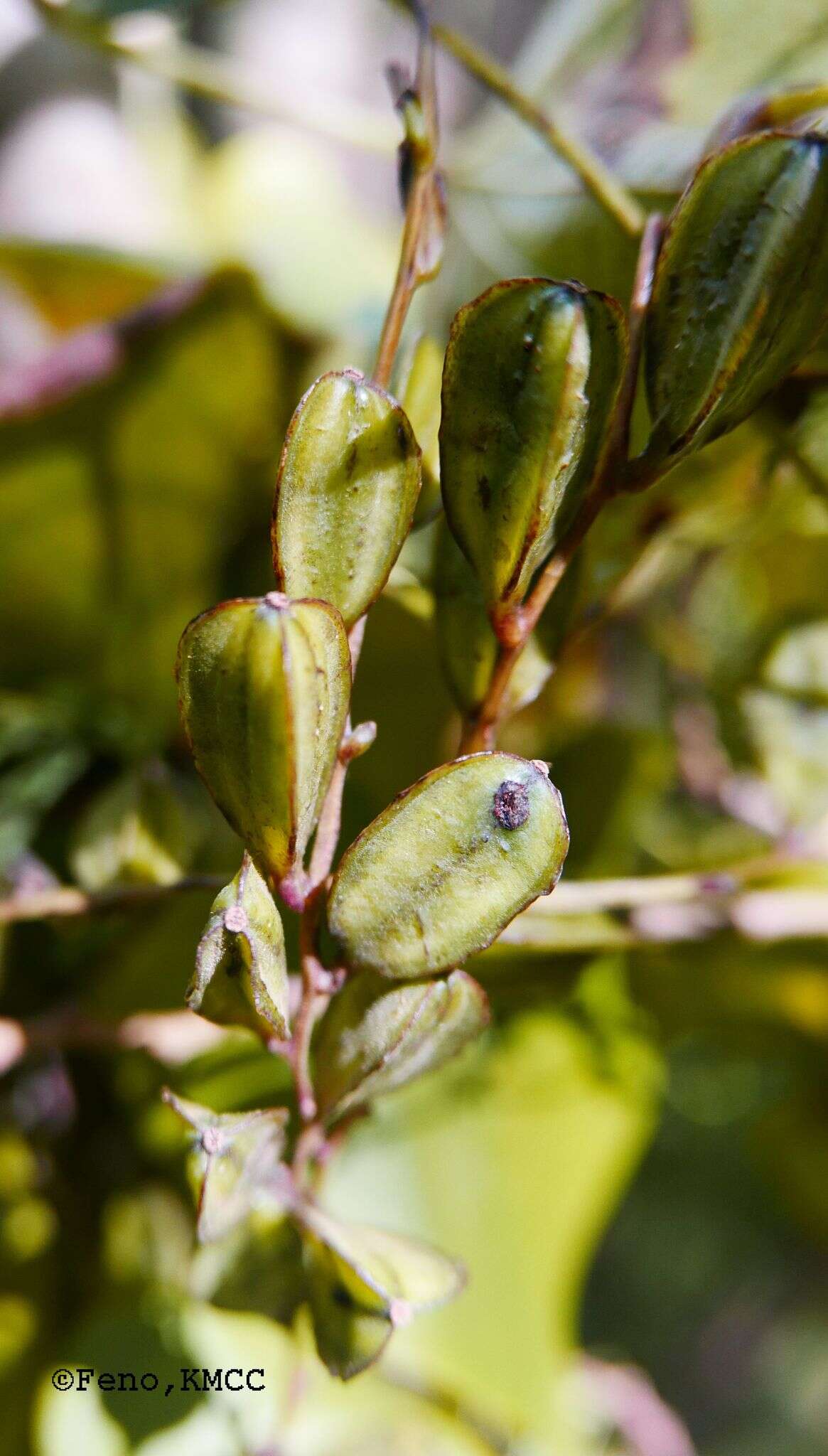 Sivun Dioscorea sambiranensis R. Knuth kuva