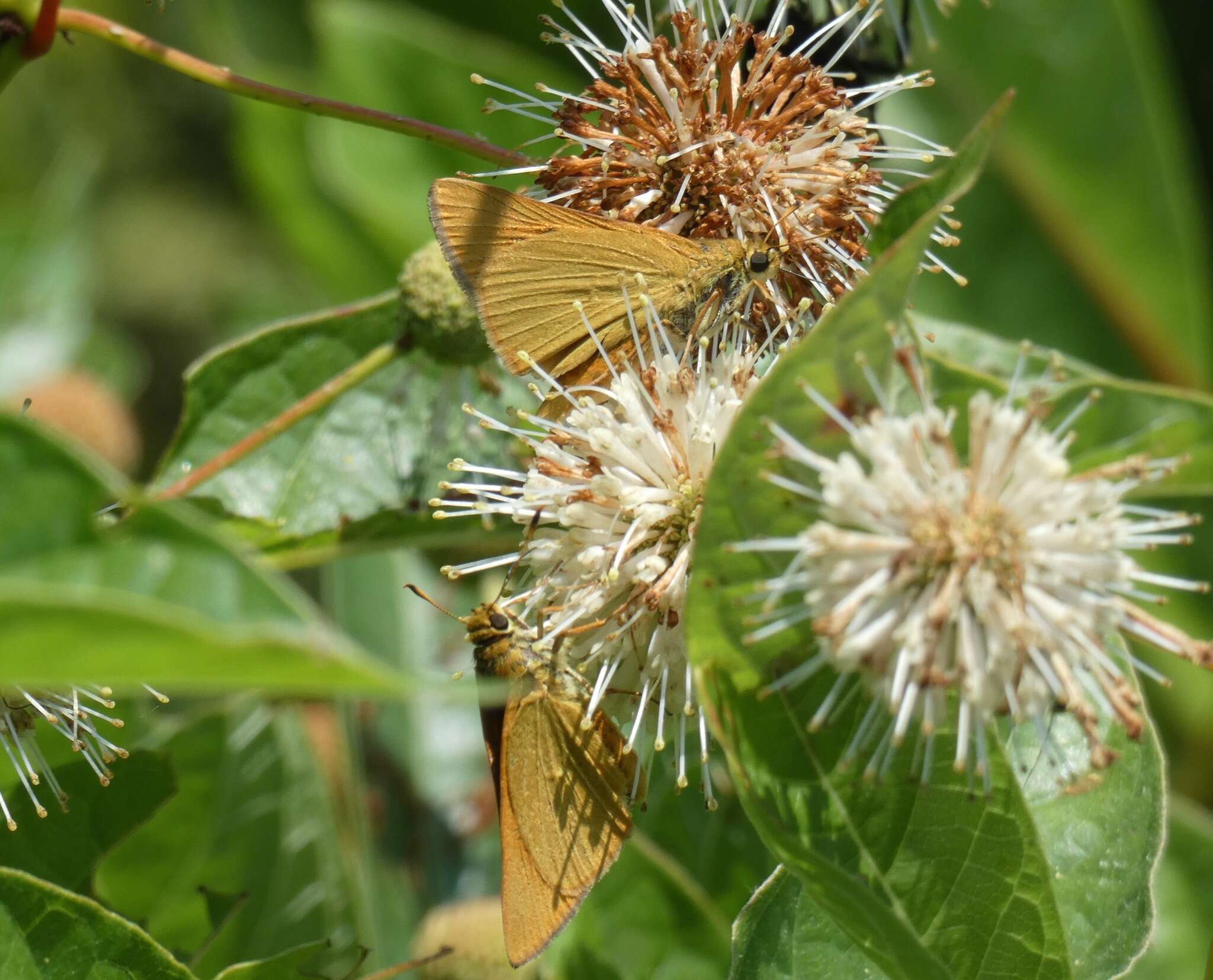 Problema bulenta Boisduval & Le Conte 1833 resmi