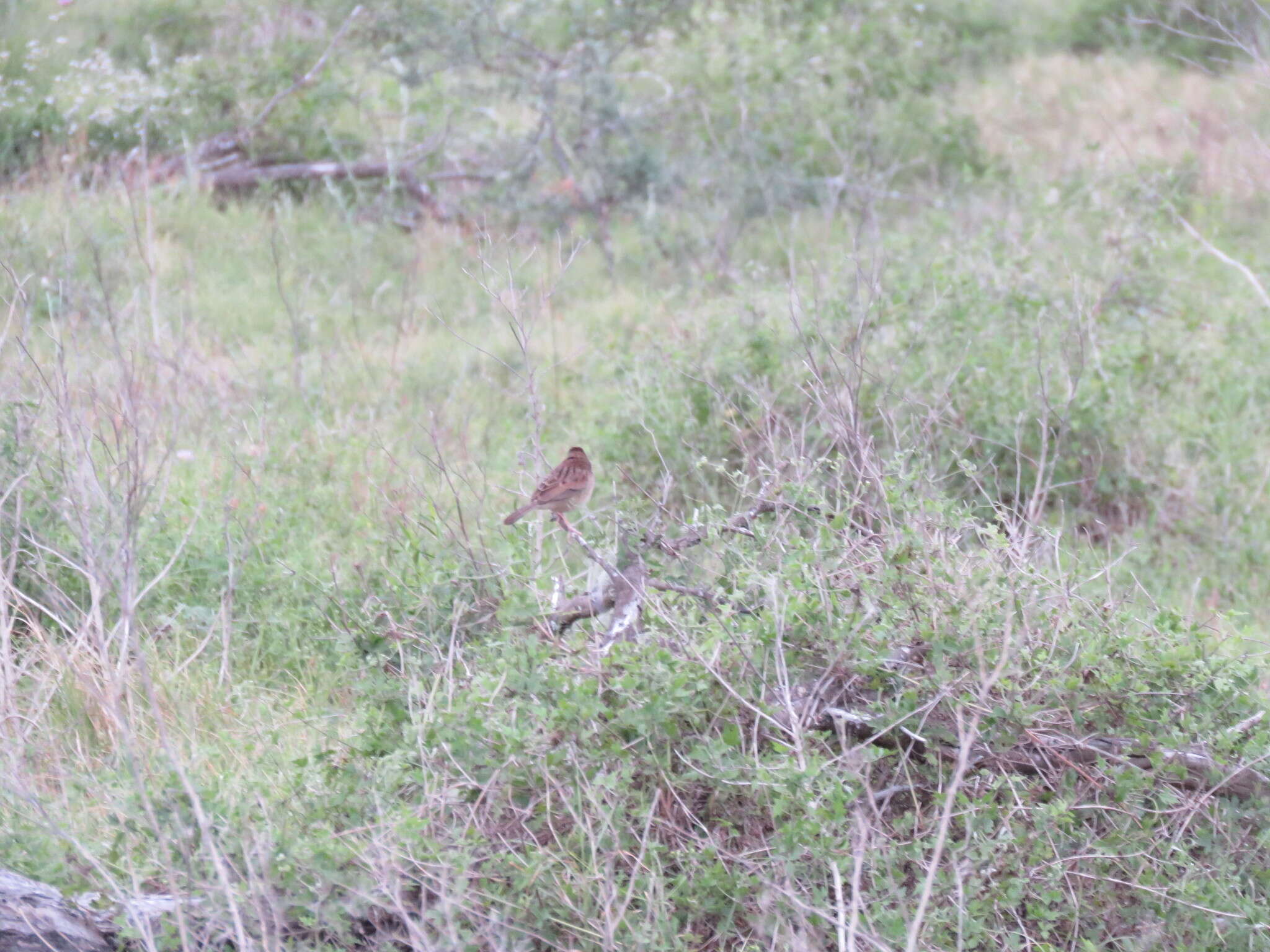 Image of Botteri's Sparrow