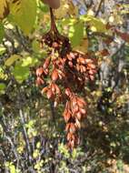 Image of Common Lilac