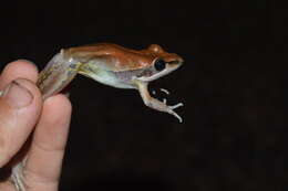 Image of Wotjulum Frog