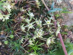 Image de Eustegia minuta (L. fil.) N. E. Br.