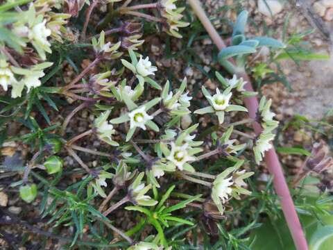 Image of Eustegia minuta (L. fil.) N. E. Br.