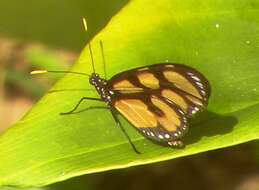 Image of Thyridia psidii aedesia Doubleday 1847