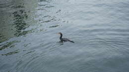 Image of Phalacrocorax carbo hanedae Kuroda & Nagamichi 1925