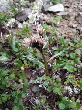 Image of Saussurea tilesii (Ledeb.) Ledeb.