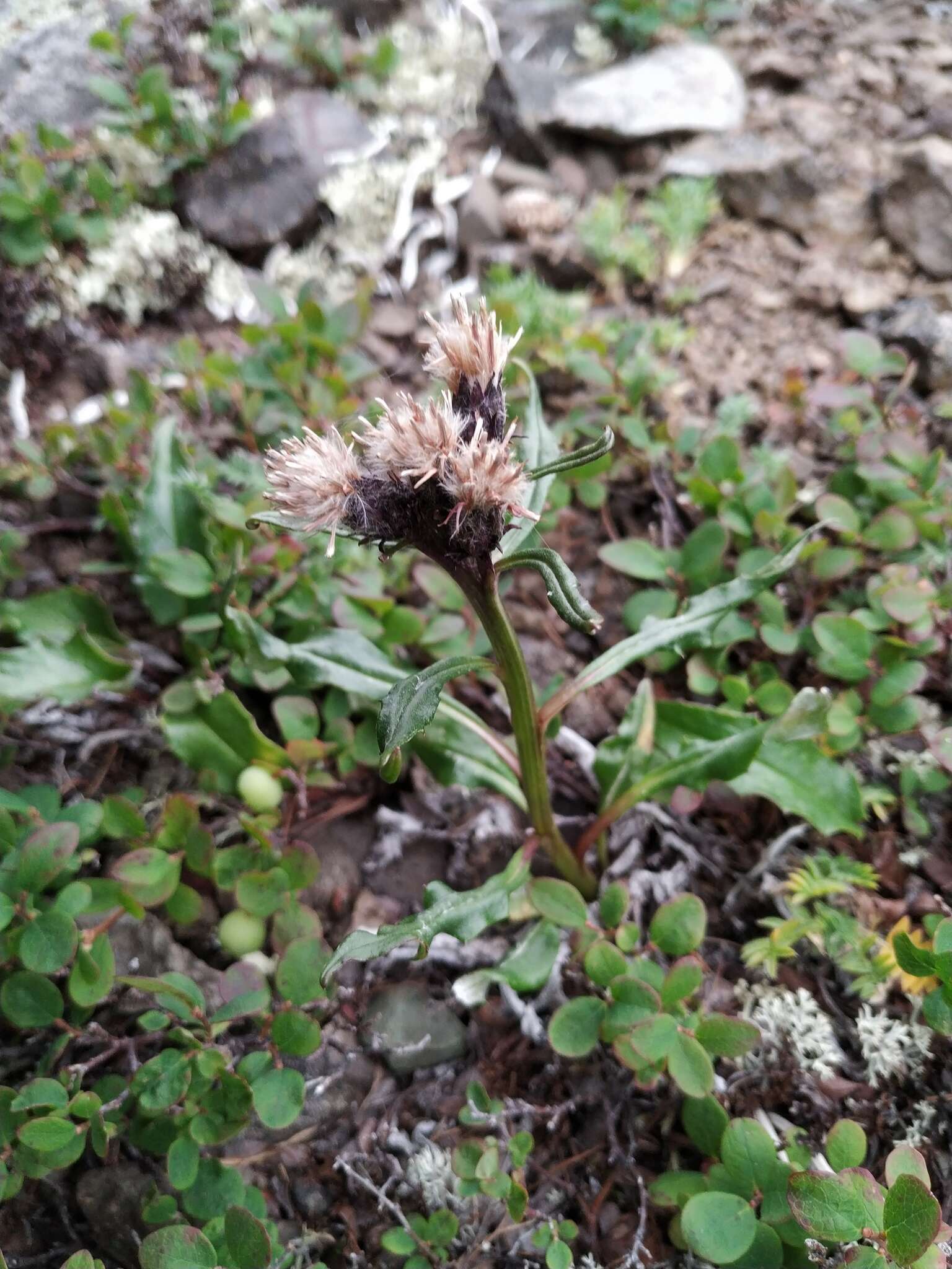 Image of Saussurea tilesii (Ledeb.) Ledeb.