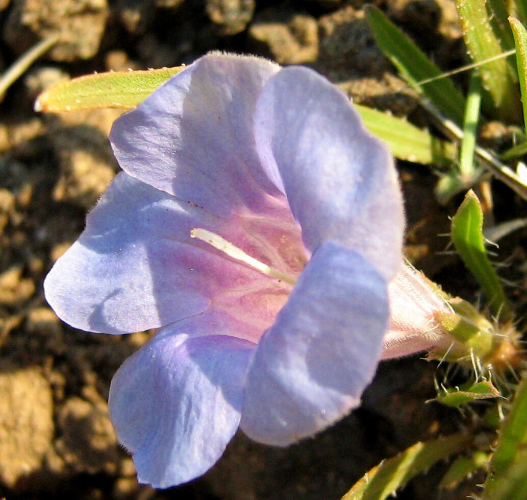 Image of Ruelliopsis