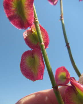 Image de Rumex woodii N. E. Brown