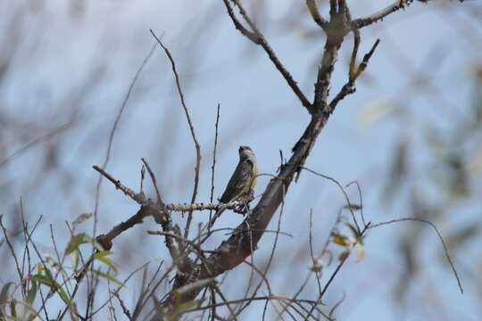 Image of Cassin's Kingbird