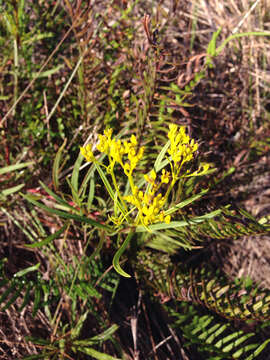 Image of narrowleaf yellowtops