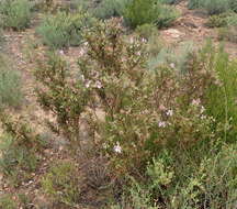 Image of oakleaf geranium