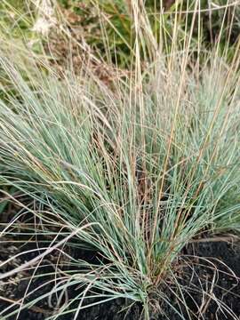 Image of Volga fescue